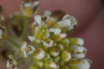 Field pepperweed